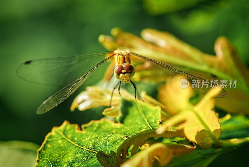 Sympetrum flaveolum。树叶间的黄色蜻蜓特写。